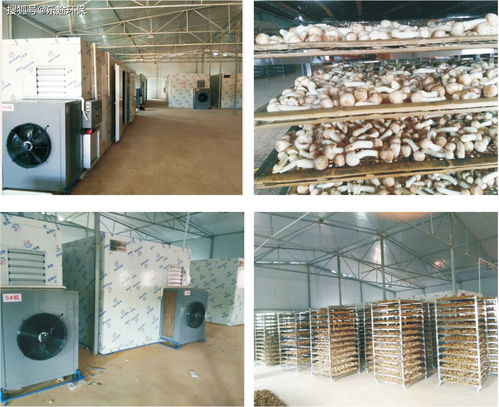 食品烘干设备 为何需要烘干食用菌香菇及烘干机选型要点